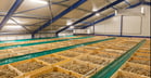 If the storehouse is equipped with mechanical cooling, it is possible to cool the tubers quickly to the desired storage temperature.
