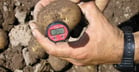 Tubers arriving at over 30°C stop growing and present irregularities when growth resumes.