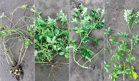Starch formation in potatoes