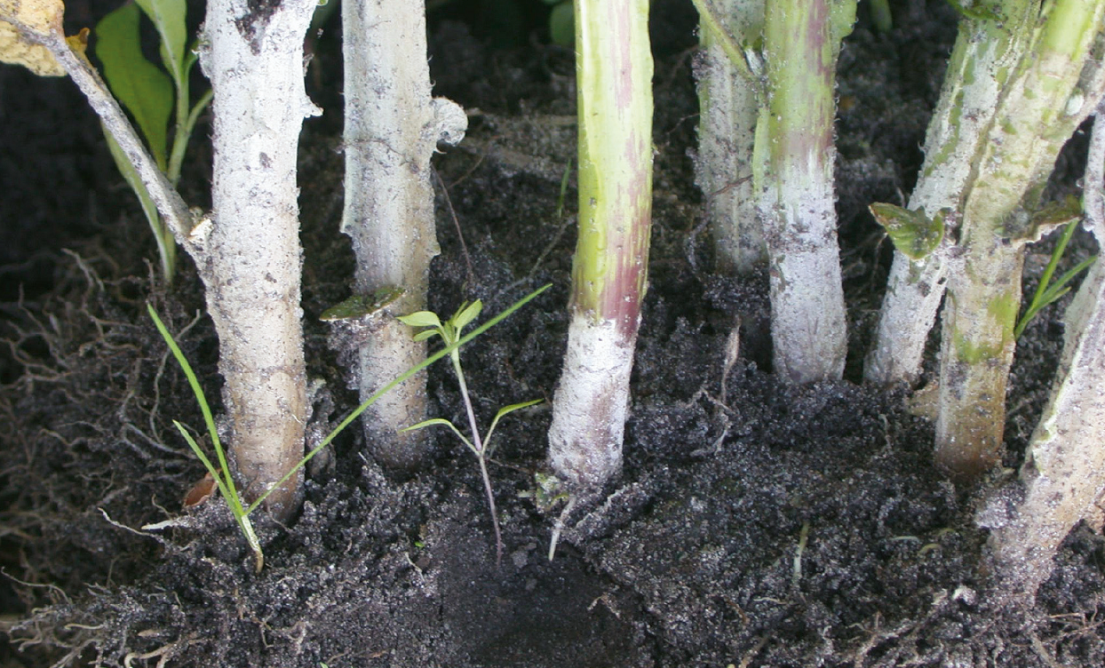 Sheets of white mycelium of R. solani at the base of stems. (Photo PRI)