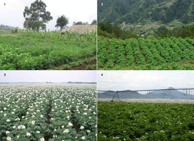 In subsistence farming (1) growers tend to save their own seed, apply manure and grow off-season to avoid diseases. In rain-fed, high input potato production (2, 3), only moisture supply is sub-optimal and yield differences among crops are determined by rainfall, temperature and solar radiation. In an irrigated high input system (4), yield differences stem from solar radiation and temperature only, two factors a grower cannot alter.