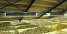 The processes of wound healing and drying is easier to control in a box-storage.