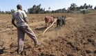 In low-tech agriculture, land preparation is done manually or assisted by draft animals, where sufficient land is available for grazing.