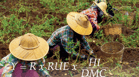 The production formula is used to calculate potential yields, provided that meteorological data are available.
