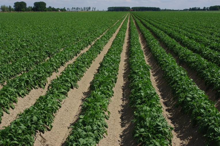 Potato crop yield levels are determined or reduced by several factors.