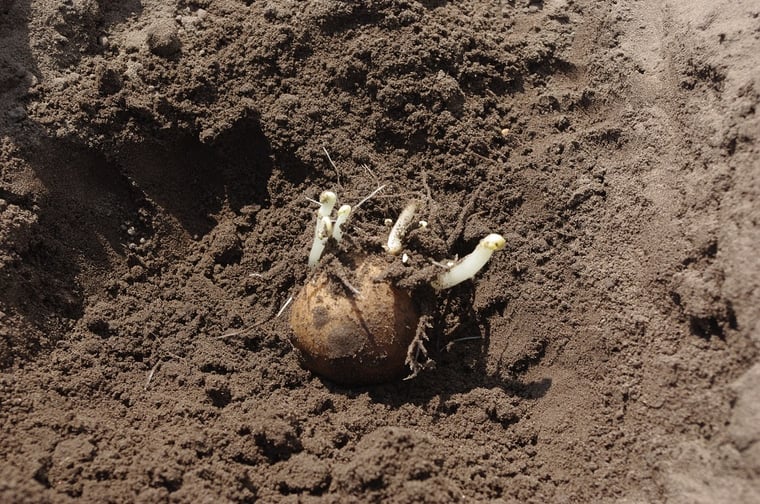 Seed tubers (seed potatoes) within and between lots differ in health status.