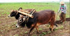 Lifting and harvesting potatoes by hand is most labor-intensive.