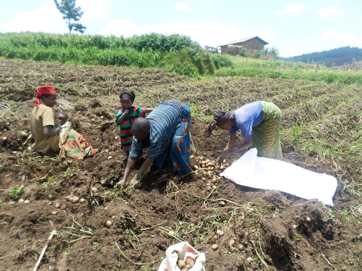 Lifting and harvesting potatoes by hand is most labor-intensive.