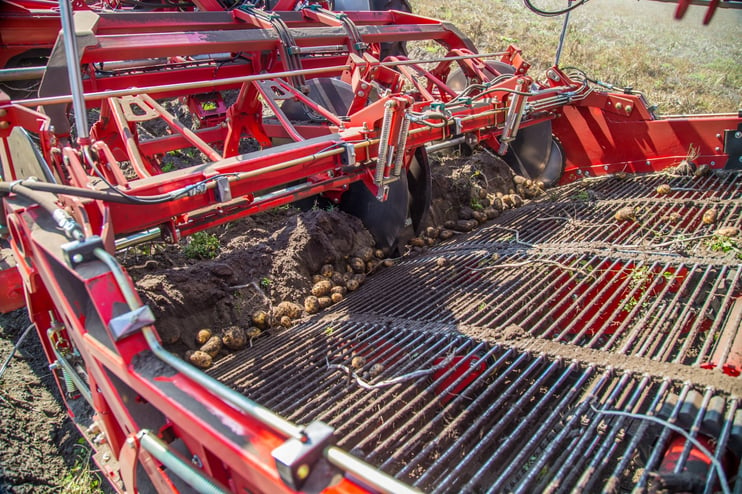A fully automatic harvesting machine lifts the tubers and separates them from clods and parts of the foliage.