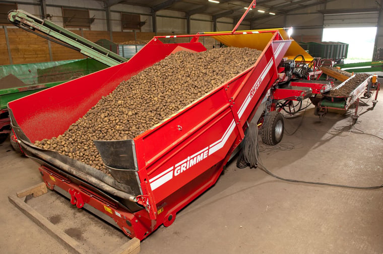 The truck that goes between harvesting machine and store delivers the tubers to a hopper.