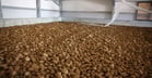 Potatoes are stored with per ton an increasing labor need for handling and increasing need for space to store when going from bulk to boxes to big bags, bags and diffused light.