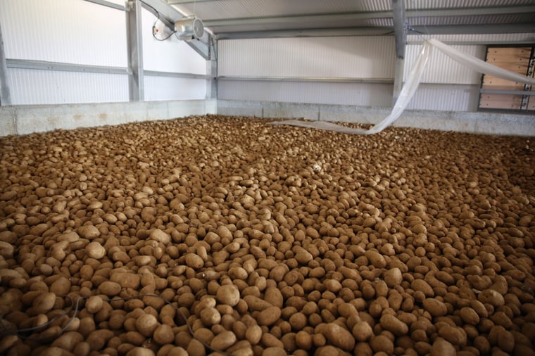 Potatoes are stored with per ton an increasing labor need for handling and increasing need for space to store when going from bulk to boxes to big bags, bags and diffused light.