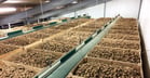 Potato storage temperature regime