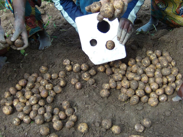 For sampling and research purposes handheld potato graders with varying degree of sophistication are used.