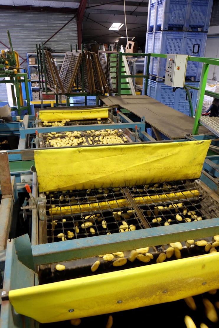 Mechanical graders use webs of different sizes to separate tubers into different classes.
