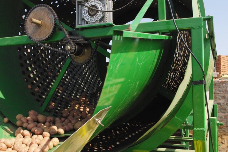Mechanical graders use webs of different sizes to separate tubers into different classes.