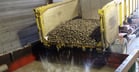 Washing potato takes place on farms or at processing plants. 