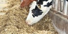Many animal feed products are made from potato 