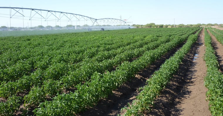 Potato production in long days produced for the global market requires specifically adapted varieties