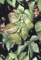 Potassium deficiency in potatoes