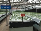 Micro-tubers produced in vitro and mini-tubers in a greenhouse are virus-free materials