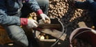 Large seed tubers are cut into pieces by hand or machine.