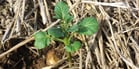 Seed tubers are planted in small holes or shallow planting furrows made by the planting machine.