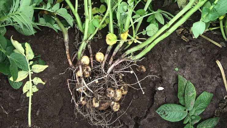 Dynamics Of Tuber Number Per Potato Plant