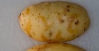 PVY-NTN besides leaf symptoms also causes tuber symptoms.