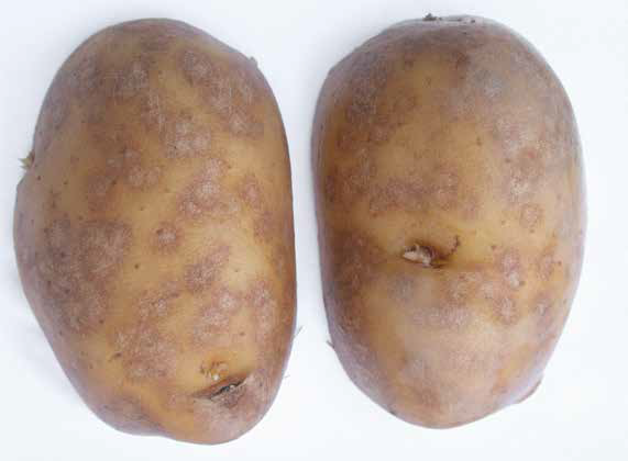Silver grey patches on a tuber, due to silver scurf. (Photo PRI)