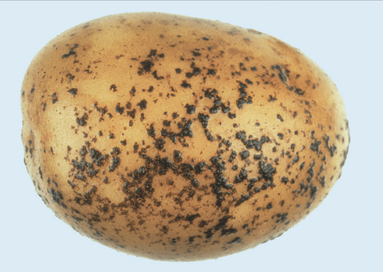 Tuber closely set with small to moderate sclerotia. (Photo PRI)