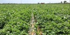 Mixing potatoes with other crops: intercropping