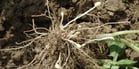 Upon planting the potato plant develops main stems, lateral stems and stolons that either or not produce branches.