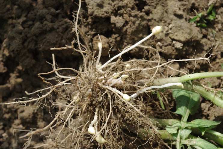 Upon planting the potato plant develops main stems, lateral stems and stolons that either or not produce branches.