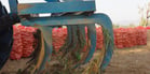 Of several tillage methods in mechanized potato production systems, ploughing is most common