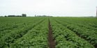 Working practices and common patterns in potato planting