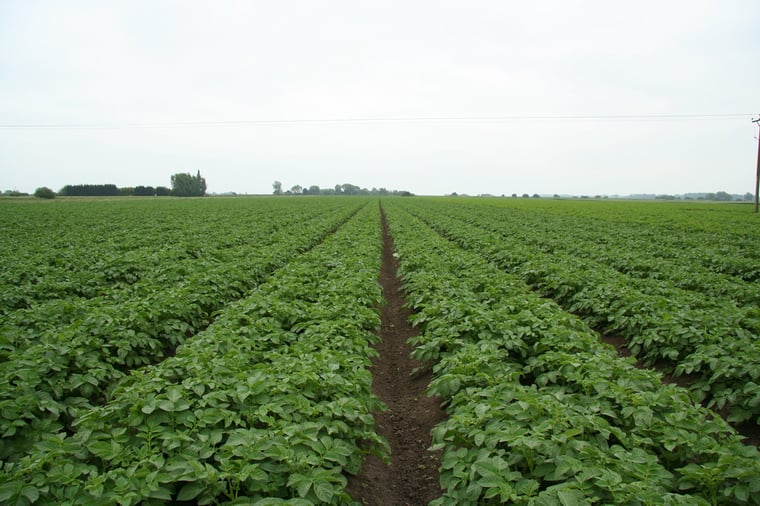 about the potato crop and read up on important details regarding planting operations
