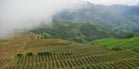 Dealing with intensive rainfall and slopes in potato planting