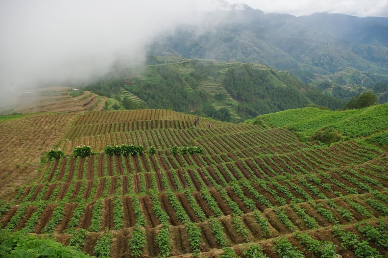 Ridges of potato grown in hilly terrain are positioned perpendicular to the slope. For furrow irrigation, the steeper the slope, the shorter the furrows. Too steep slopes are interrupted by terraces