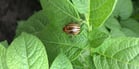 Like insects, potatoes have four distinct appearances.