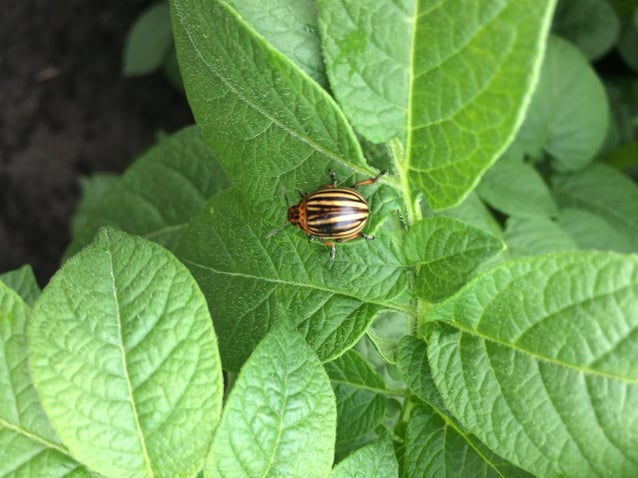 Colorado beetle1