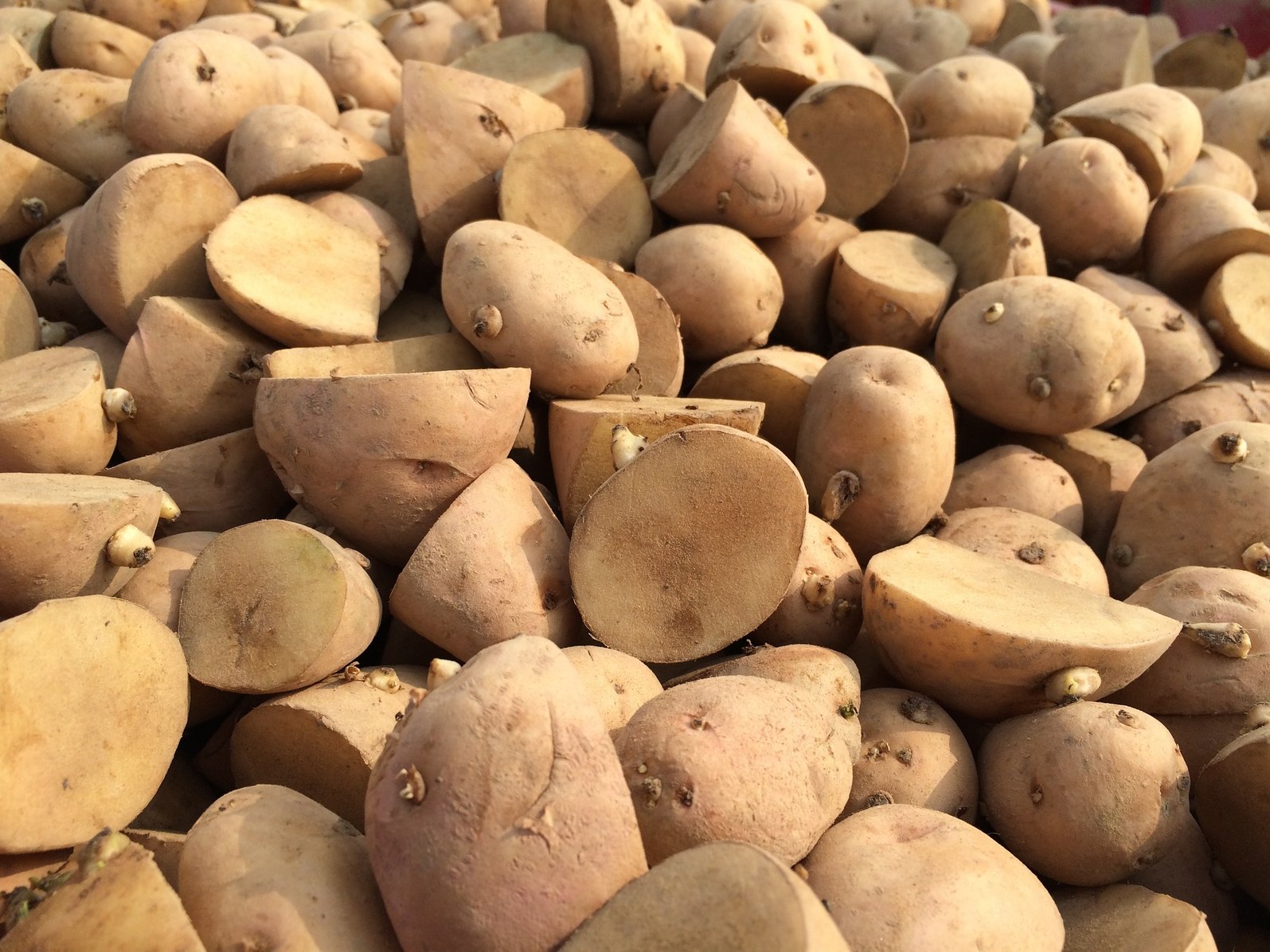 A closer look at some properties of seed potatoes – Size and age