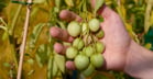 TPS may be derived from open pollination by simply collecting berries from the field