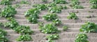 Potato crops