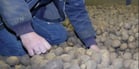 ‘My customers have received top quality French-fry potatoes’, says Martin de Ruiter.