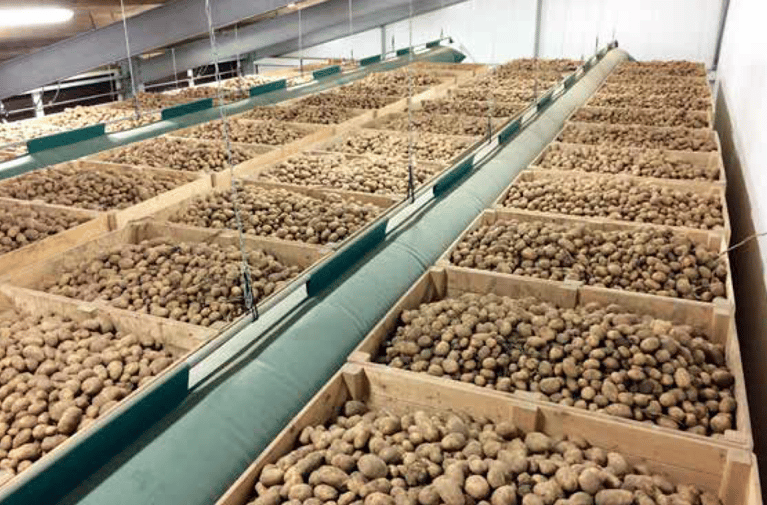 Potato storage