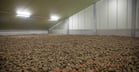 How to make more profit with storage potatoes