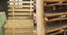 Pre-sprouting of the seed tubers specifically for a seed potato production crop has advantages.
