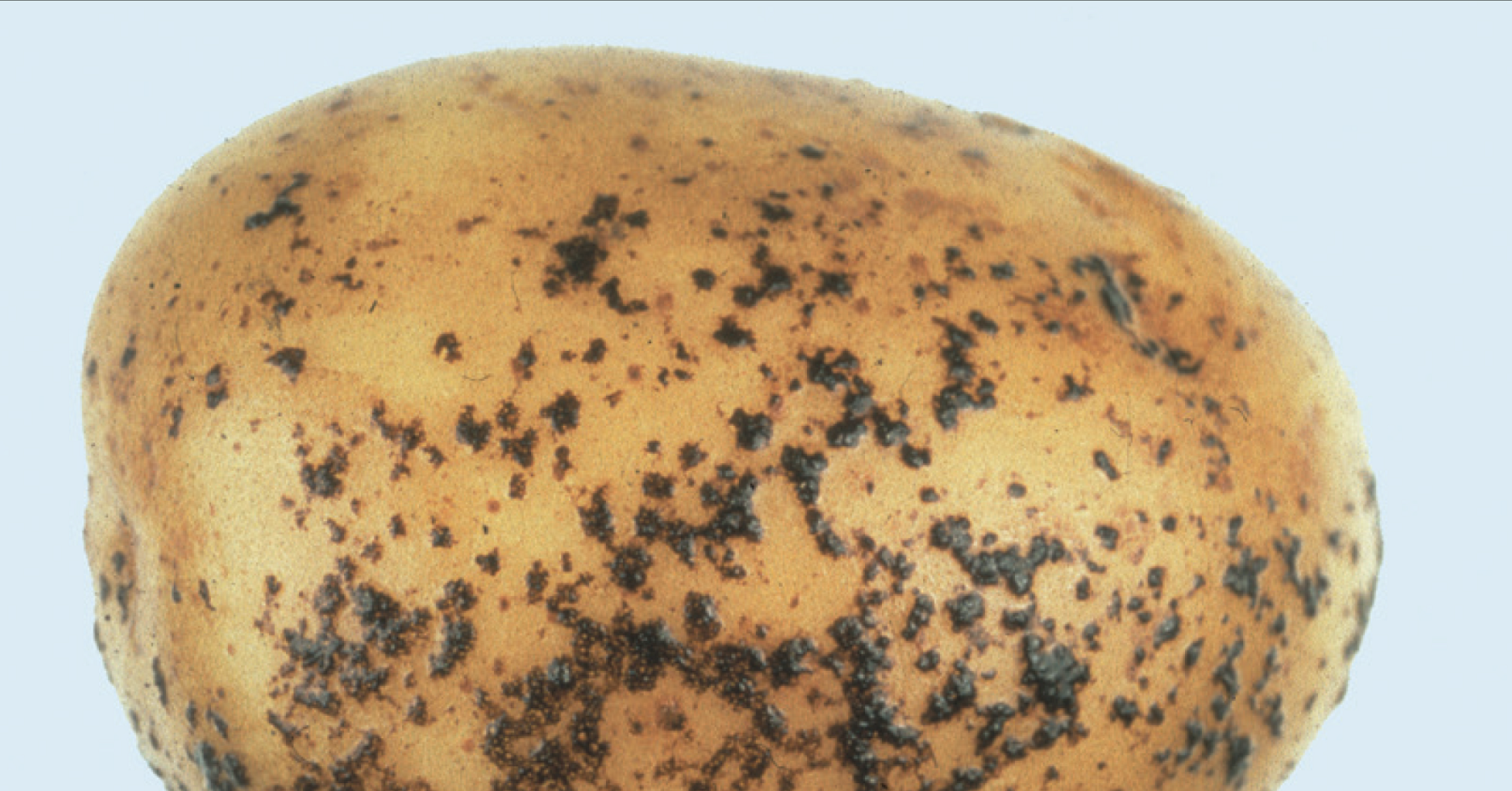Fungus diseases: Rhizoctonia canker (black scurf) in potatoes